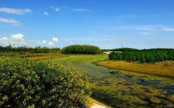 上海海灣國家森林公園.jpg